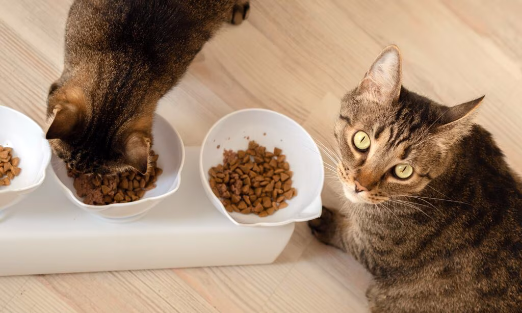 غذای خشک گربه