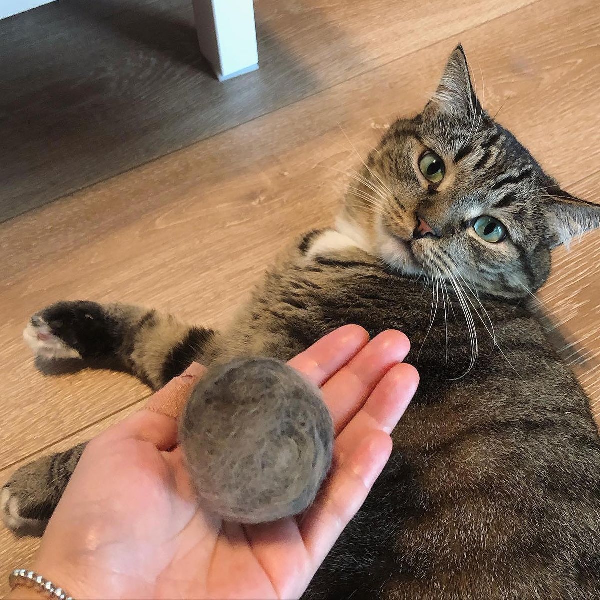 قیمت غذای هیربال گربه