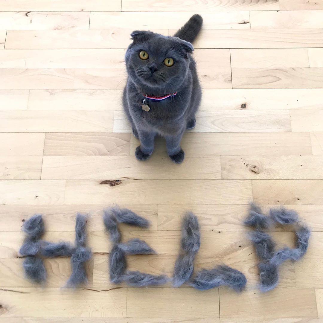 خرید غذای هیربال گربه